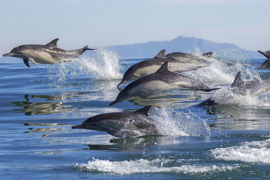 Varios delfines fueron captados nadando en costas de Puerto San José, Escuintla. (Foto: Civitatis)