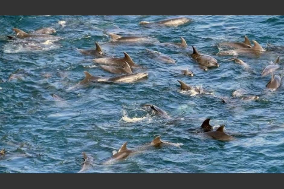Reportan avistamiento de delfines en el Puerto de San José, Escuintla. (Foto: Archivo/Soy502)
