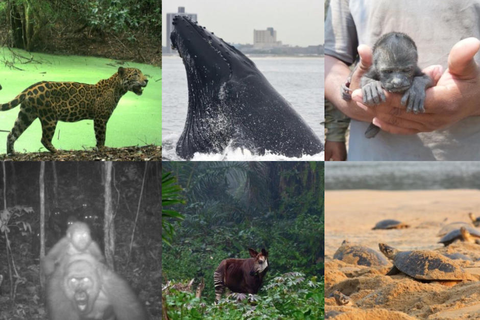 Las fotos de dos guatemaltecos se encuentran entre las mejores de este 2020. (Fotos: Wildlife Conservation Society)
