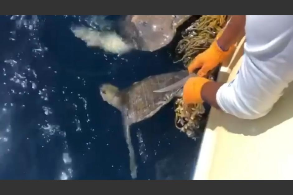 Las tortugas estaban atrapadas hasta que la embarcación llegó y pudo liberarlas de la red. (Captura Video)