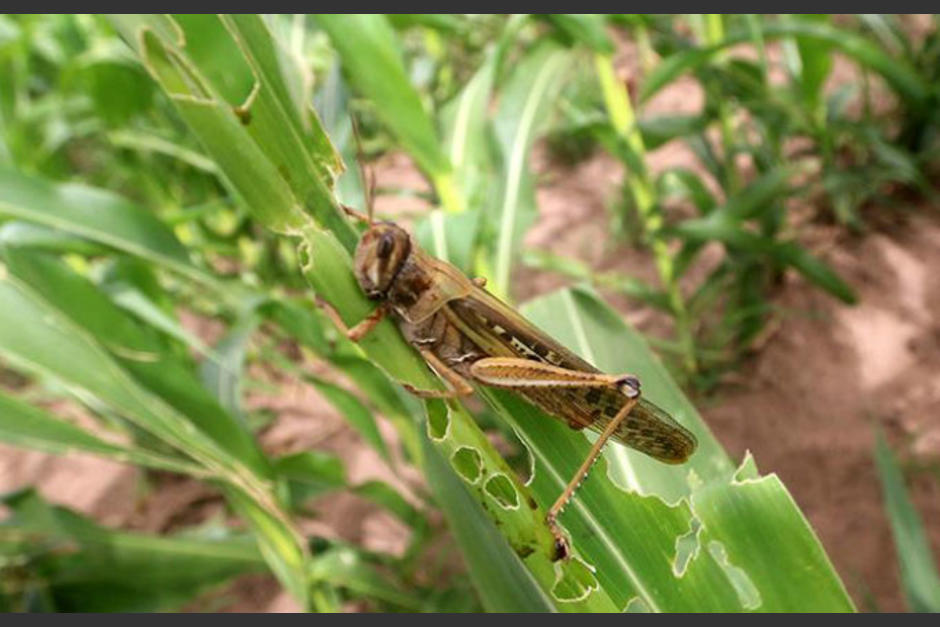 Las mangas del insecto herbívoro tienen la capacidad de migrar más de 150km diarios. (Foto: CienciaMX)