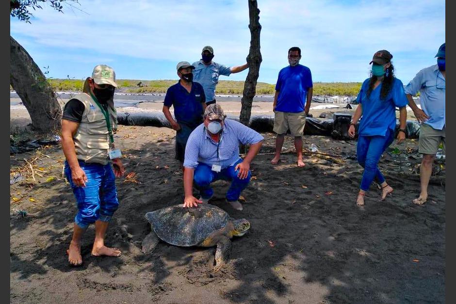 El personal que estuvo a cargo de la recuperación de la tortuga se despide del espécimen que regresa a su hábitat. (Foto: CONAP)