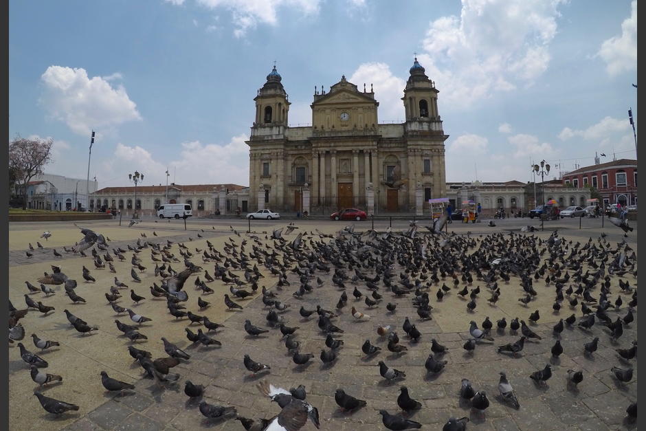 En la Plaza de la Constitución las palomas esperan que alguien les pueda brindar algo de comer. (Foto: Fredy Hernández/Soy502)