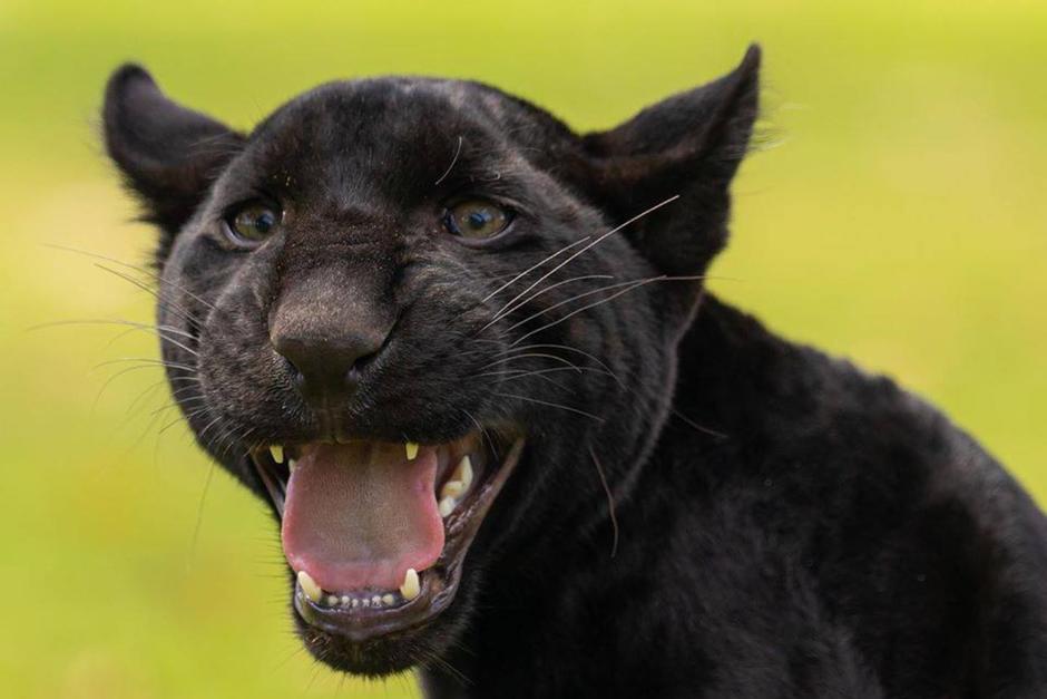 Onix, el jaguar melánico, inquilino del Zoo La Aurora ya creció. (Foto: Zoo La Aurora)