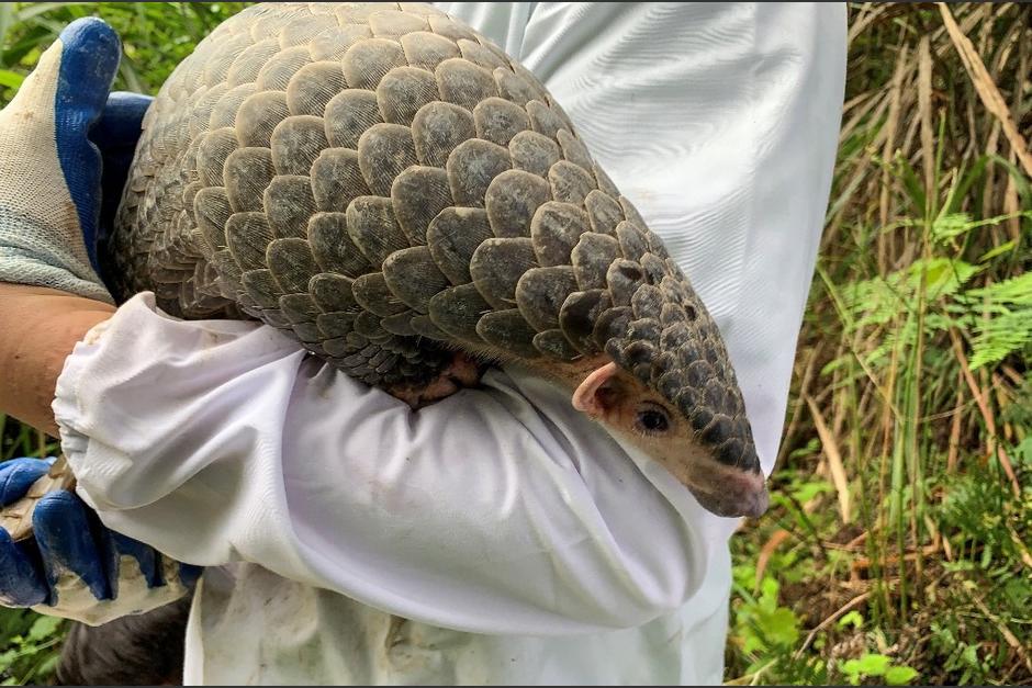 El pangolín es uno de los animales más traficados del mundo. (Foto: AFP)