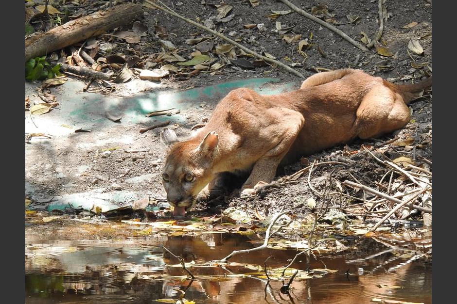 Un ejemplar de puma merodeó por los pasillos de un hotel en la Biosfera Maya. (Foto Ilustrativa: Consejo Nacional de Áreas Protegidas)