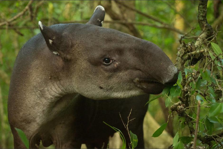 Un tapir fue encontrado por guarda recursos en Petén. (Foto Ilustrativa: Nai Conservation)