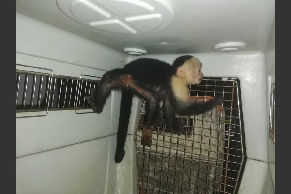Una pareja de monos escapó de una residencia en San Cristóbal y durante la noche las autoridades ambientales trabajaron para rescatarlos y trasladarlos hacia un lugar seguro. (Foto: Municipalidad de Mixco)