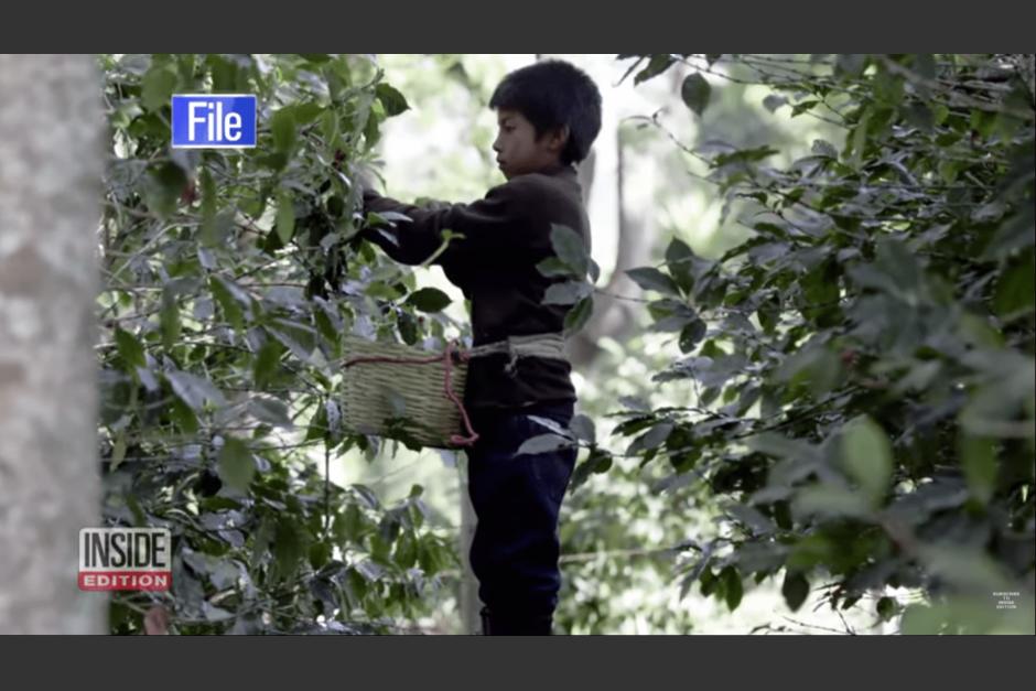 La televisora&nbsp;británica Channel 4 realizó un documental sobre el trabajo infantil en fincas de café en Guatemala. (Foto: Captura de pantalla)