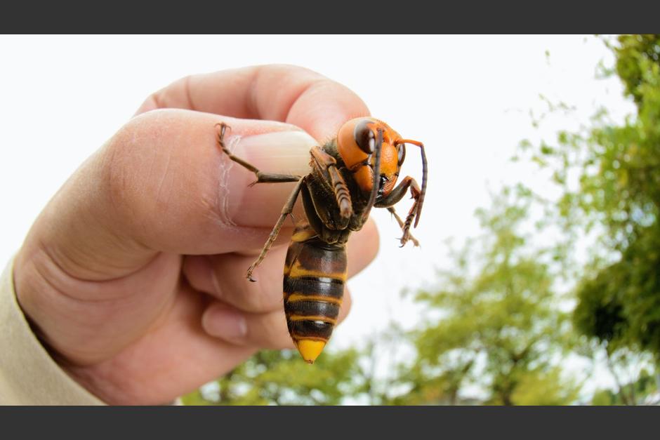 Estados Unidos se enfrenta a una invasión de avispones gigantes de Asia. (Foto: larepublica.pe)