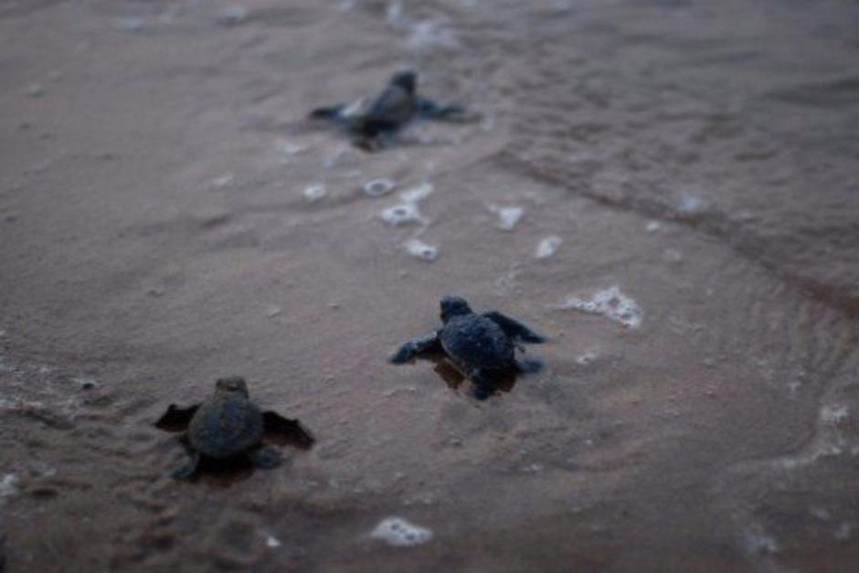 Arcas solicita ayuda para el proyecto "Hawai" de rescate de tortugas que está en crisis debido a la pandemia. (Foto: AFP)