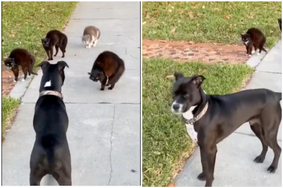 Los gatos no querían hacer amigos y amenazaron al perro que quería jugar con ellos. (Captura Video)