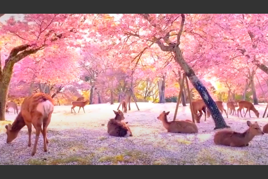 Ciervos toman parque en Japón. (Foto Noticieros Televisa)