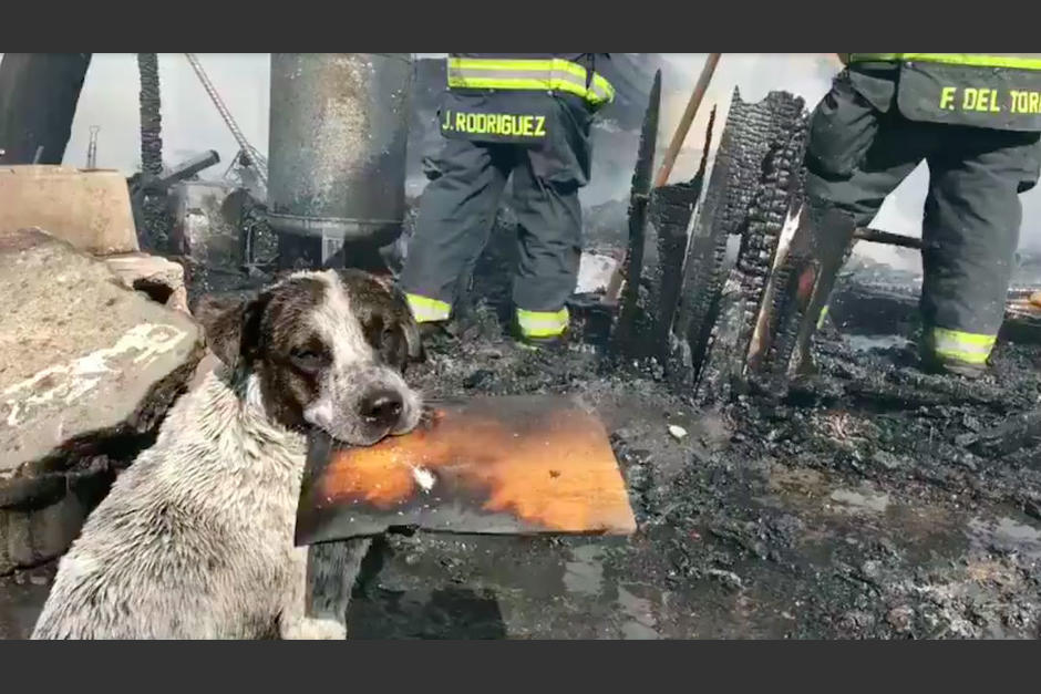 El perro no puede creer lo que pasó con el lugar donde se refugiaba y su llanto conmueve en las redes sociales. (Foto: Noticieros Televisa)