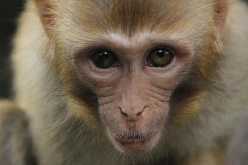 Los monos habrían tenido reacciones favorables tras ser expuestos al virus en varias ocasiones. (Foto: Freepik)