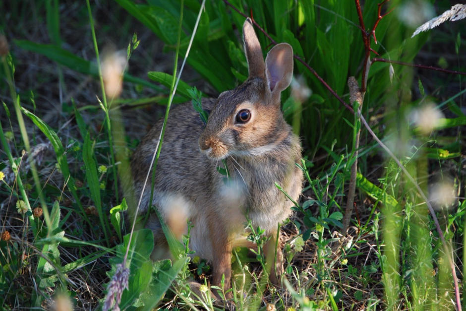 Un nuevo virus está arrasando con las colonias de conejos silvestres. (Foto: PxHere)