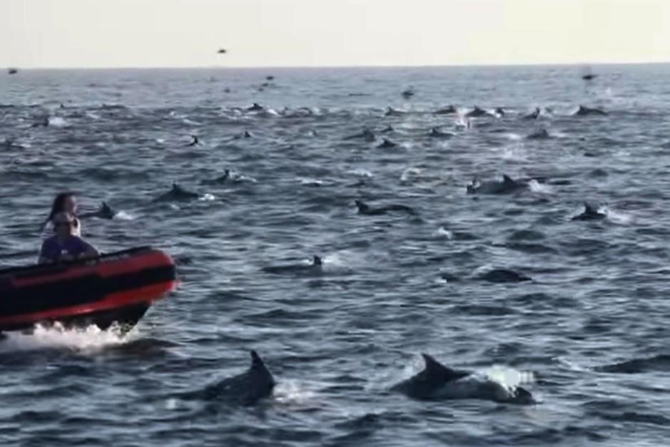 Una estampida de delfines fue captada en California. (Foto: Captura de pantalla)