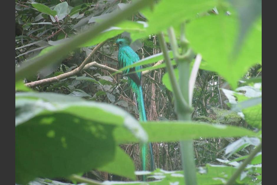 Los quetzales fueron fotografiados por guardarrecursos del Conap. (Foto: Conap)