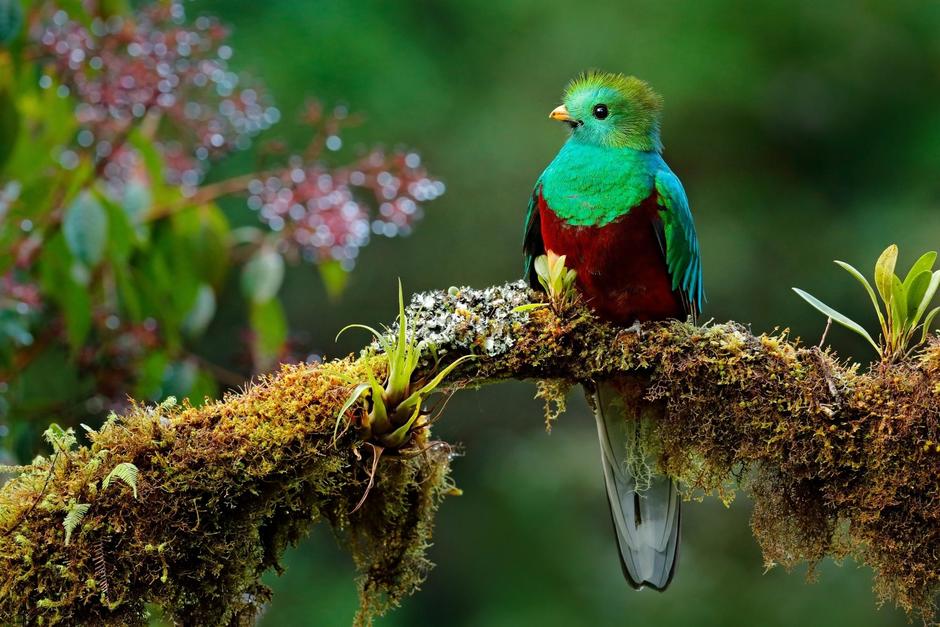 Las aves fueron apreciadas durante un recorrido por la zona protegida ubicada entre Guatemala, El Salvador y Honduras. (Foto:&nbsp;Ondrej Prosicky)