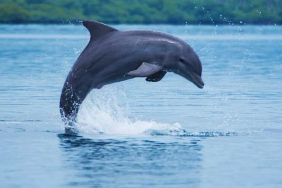 El paso de unos juguetones delfines fue captado en Punta de Manabique. (Foto: AFP)