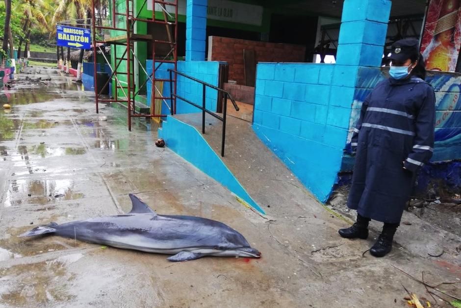 Un delfín fue hallado a orillas del Puerto de La Libertad en El Salvador. (Foto: Última Hora SV)