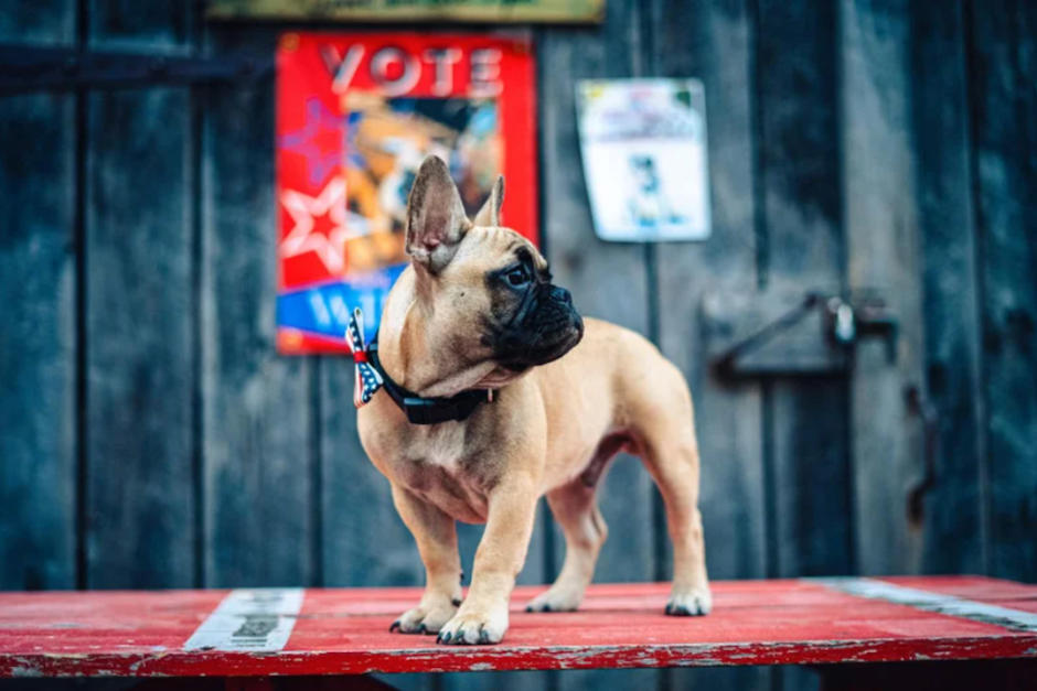 Perro gana elecciones a alcalde en una ciudad estadounidense. (Foto:&nbsp;Rabbit Hash Historical Society/Facebook)
