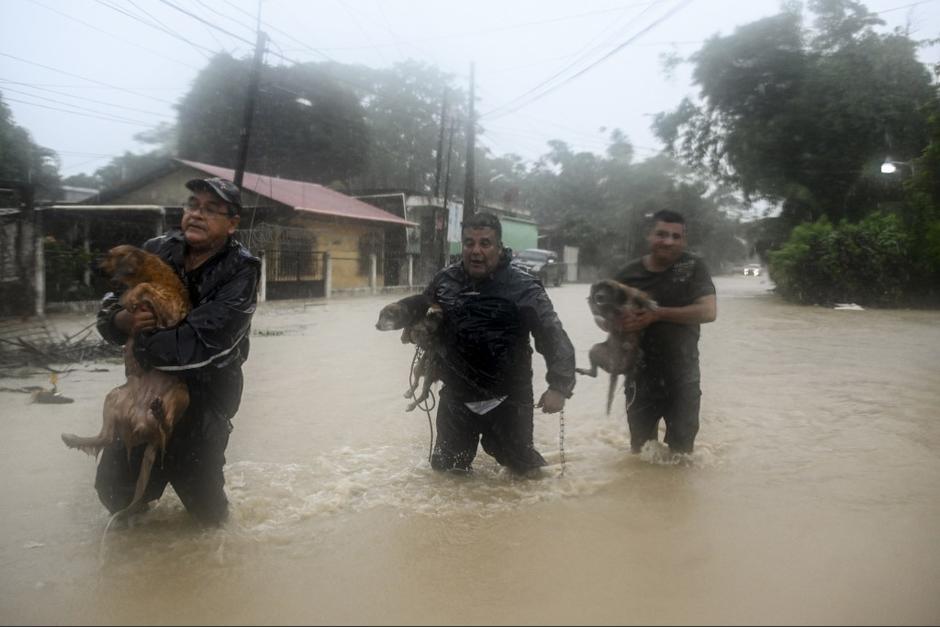 Tres hombres captados mientras realizan el rescate de mascotas. (Foto: AFP)&nbsp;