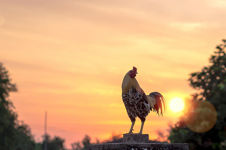 Aprenderás más datos interesantes de los animales de granja (Imagen Ilustrativa: Shutterstock)