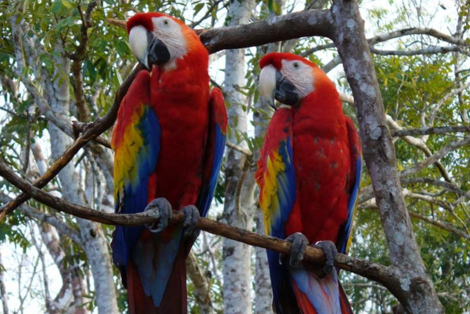 Las Guacamayas Rojas fuero criadas en laboratorios por conservacionistas. (Foto: Conap)