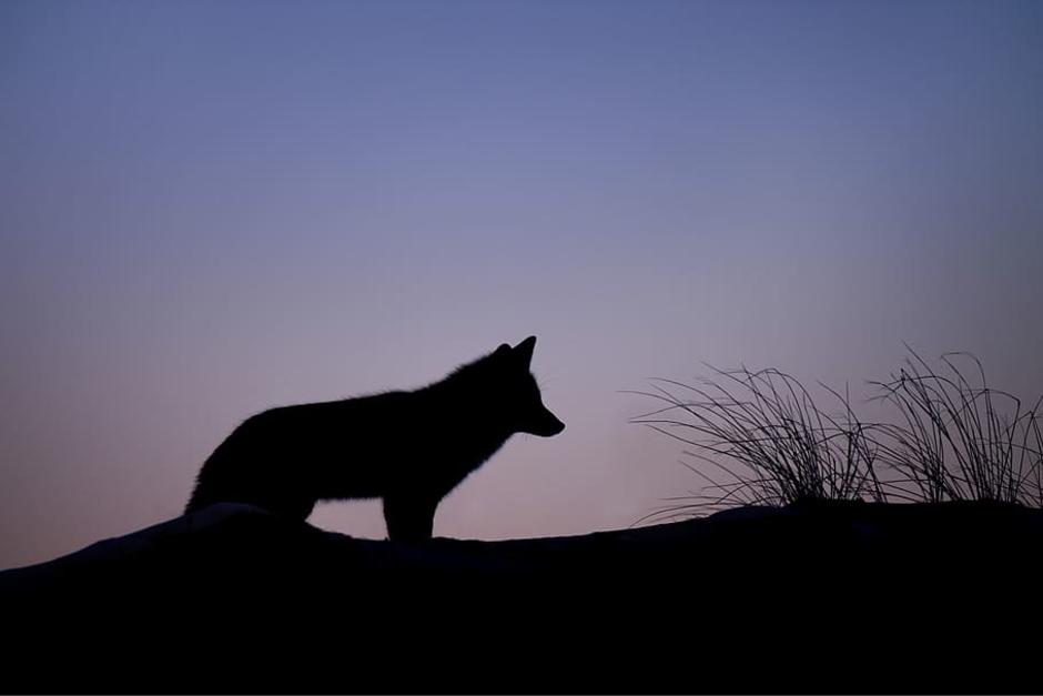 Un coyote fue encontrado en Huehuetenango. (Foto: Piqsels)