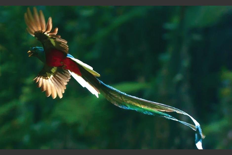 Este 5 de septiembre se celebra el Día Nacional del Quetzal. (Foto: Archivo)