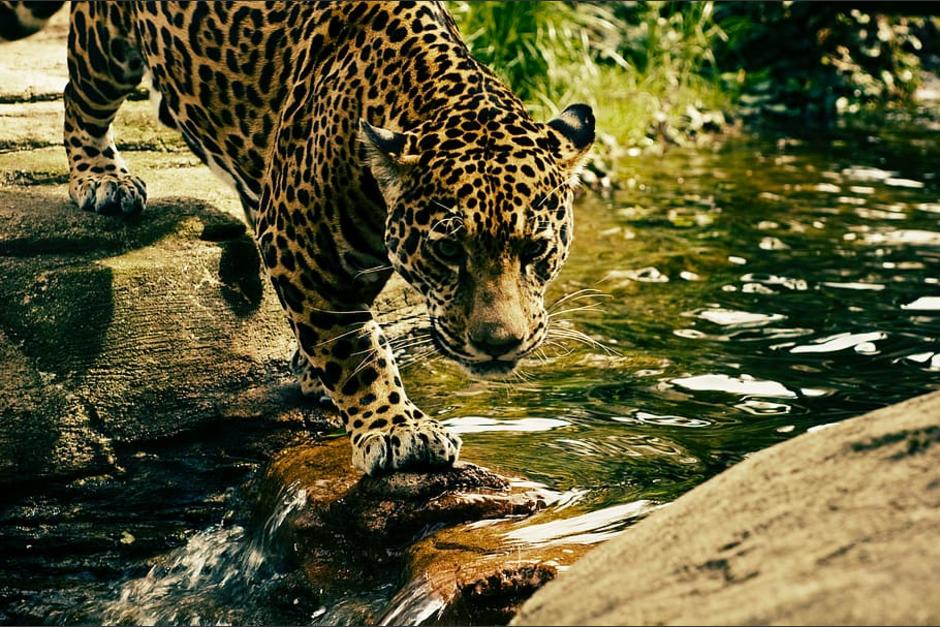 El estudio pretende determinar si los animales domésticos están transmitiendo la enfermedad a los jaguares de la Biosfera Maya. (Foto: Piqsels)