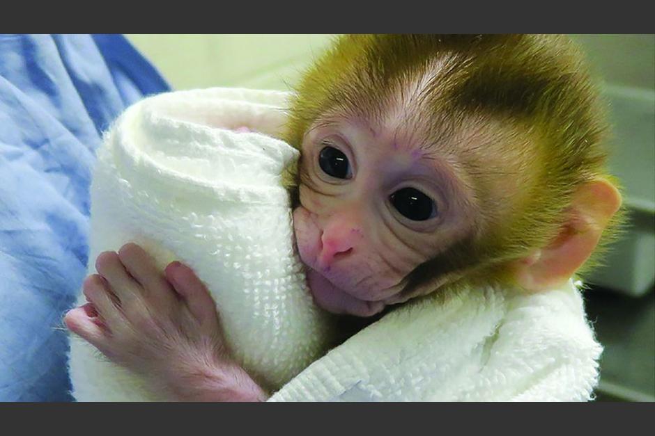 El uso de monos para probar la vacuna contra el Covid-19, genera escasez de primates en EE.UU. (Foto: AFP)