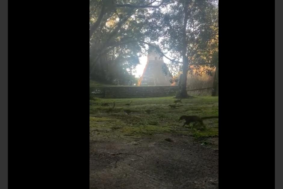 El amanecer en Tikal fue compartido en redes sociales del parque. (Foto: captura pantalla)&nbsp;