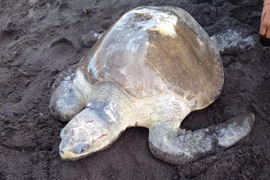 La tortuga marina resultó con golpes en el craneo y el útero dañado. (Foto: Conap)&nbsp;