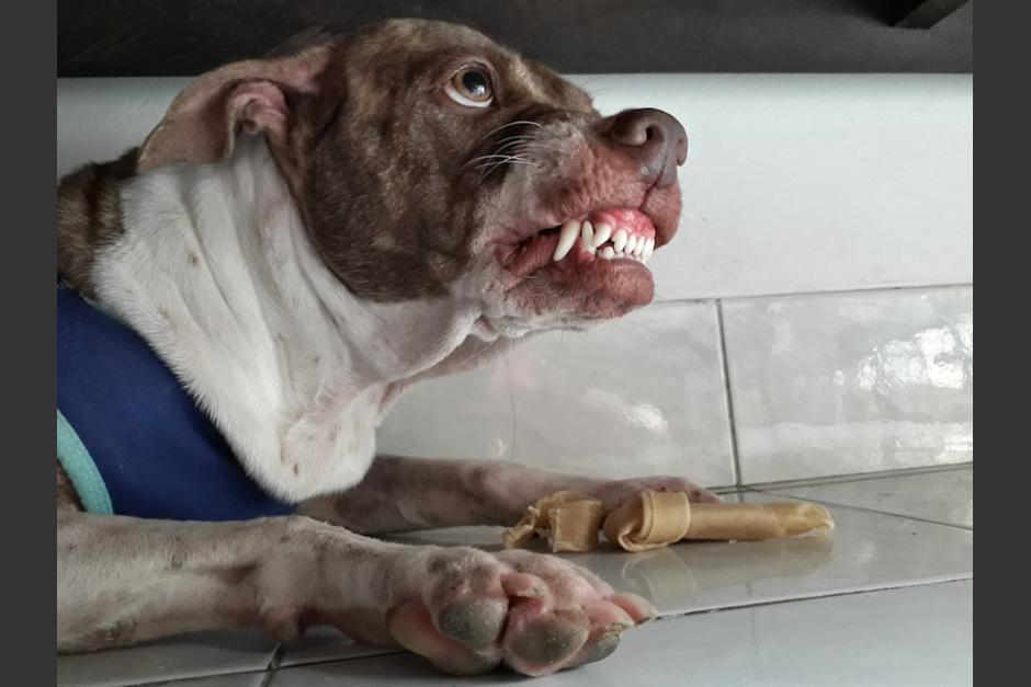 Un perro es maltratado por un hombre en una terraza en Xela. (Foto: Ilustrativa/Shutterstock)&nbsp;