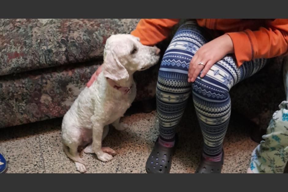 El hombre llegó a intimidar a las mujeres que realizaban el rescate del perrito maltratado. (Foto: Cortesía/Soy502)&nbsp;