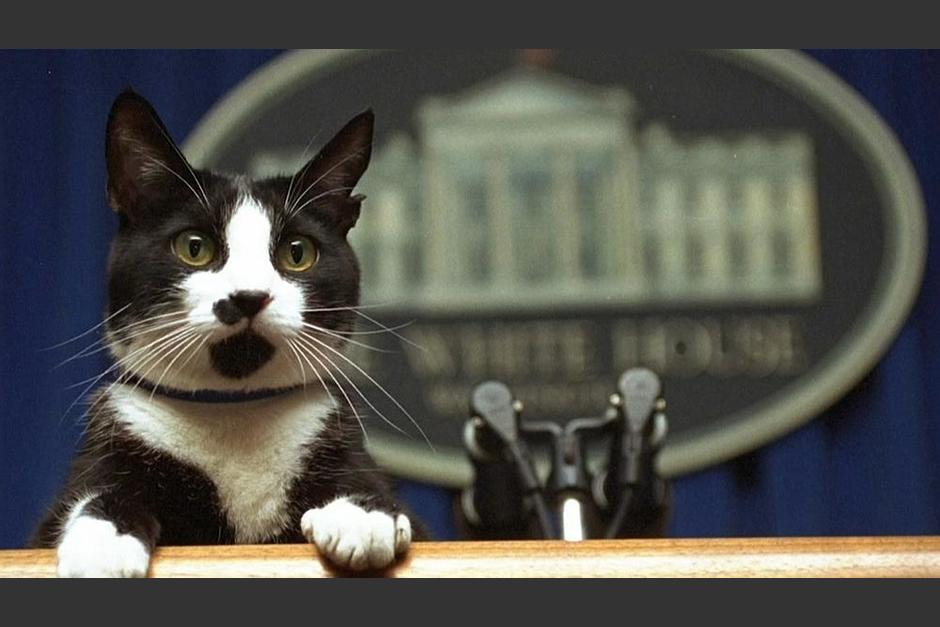 Los Biden incorporaron a su familia y a la Casa Blanca a su nueva mascota "un gato". (Foto: AP Photo)