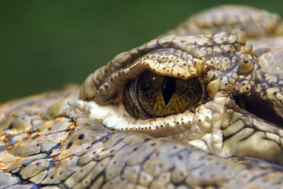 Momento en el que un cocodrilo caza a un lagarto. (foto: Piqsels))