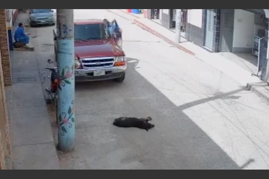 El perro fue atropellado mientras dormía en medio de la calle. (Foto: captura de video)