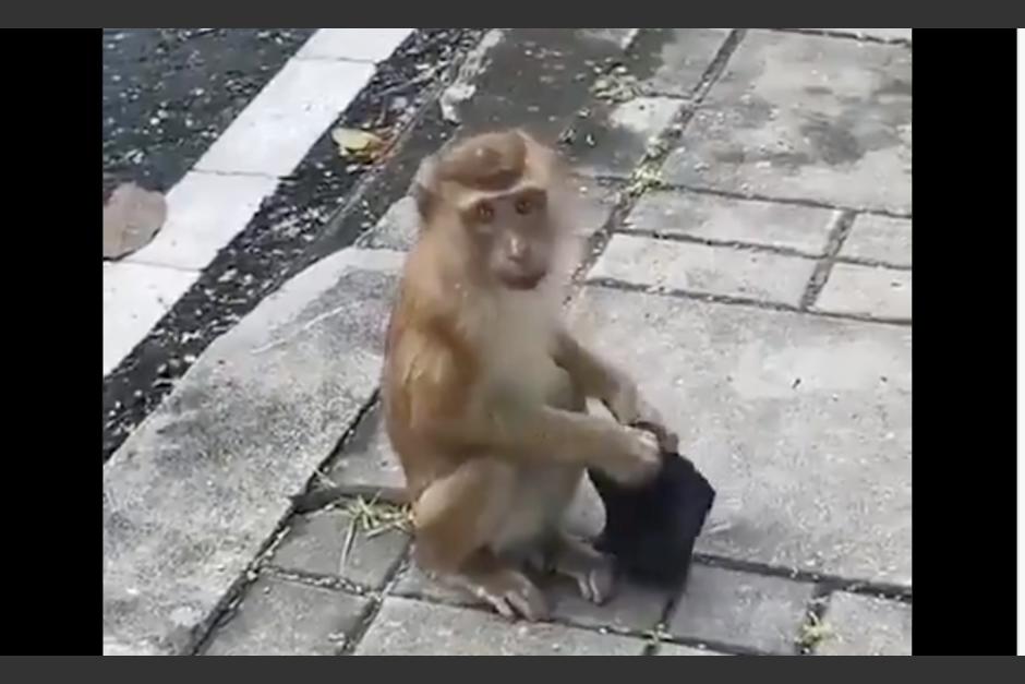 Un mono encuentra una mascarilla tirada en el suelo y se la coloca correctamente. (Foto: captura de video)