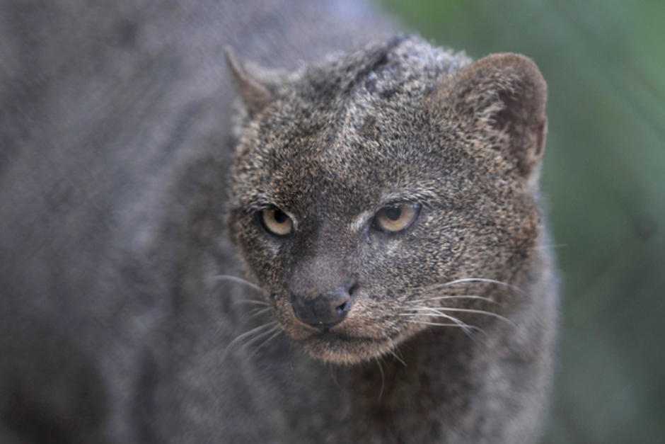 Un ejemplar de jaguarundí fue encontrado en un restaurante en Quetzaltenango. (Foto Ilustrativa:&nbsp;Johan Ordoñez/AFP)