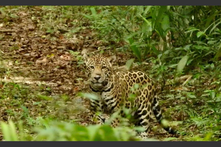 Un guardaparques esperó durante 17 días para fotografiar a un espectacular jaguar. (Foto: Francisco Asturias/Soy502)&nbsp;