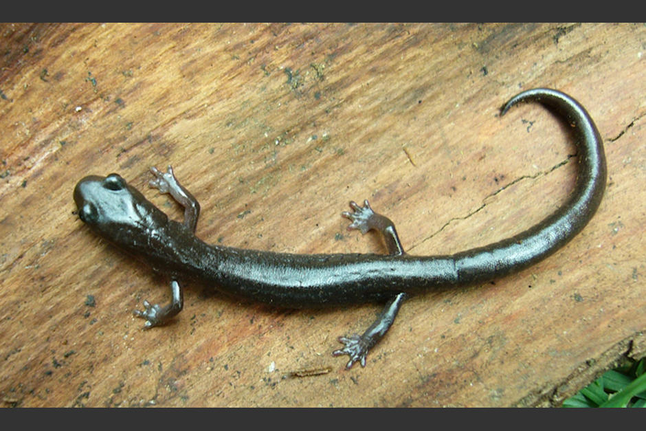 Dos especies guatemaltecas fueron declaradas extintas. Una de ellas es la Salamandra Jalpa. (Foto: AmphibiaWeb)