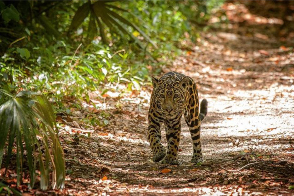 El fotógrafo guatemalteco, especialista en jaguares, contó la historia del encuentro de ambos felinos. (Foto Gabriel Urruela)