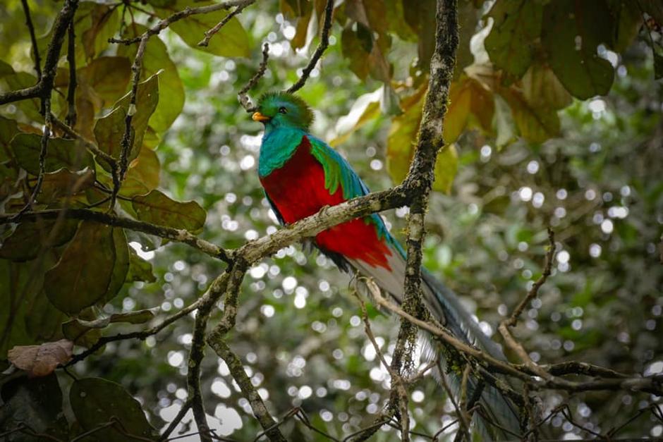 La pareja de quetzales se pudo observar a la orilla de la carretera frente al ingreso del biotopo Mario Dary. (Foto: Ronaldo Robles)