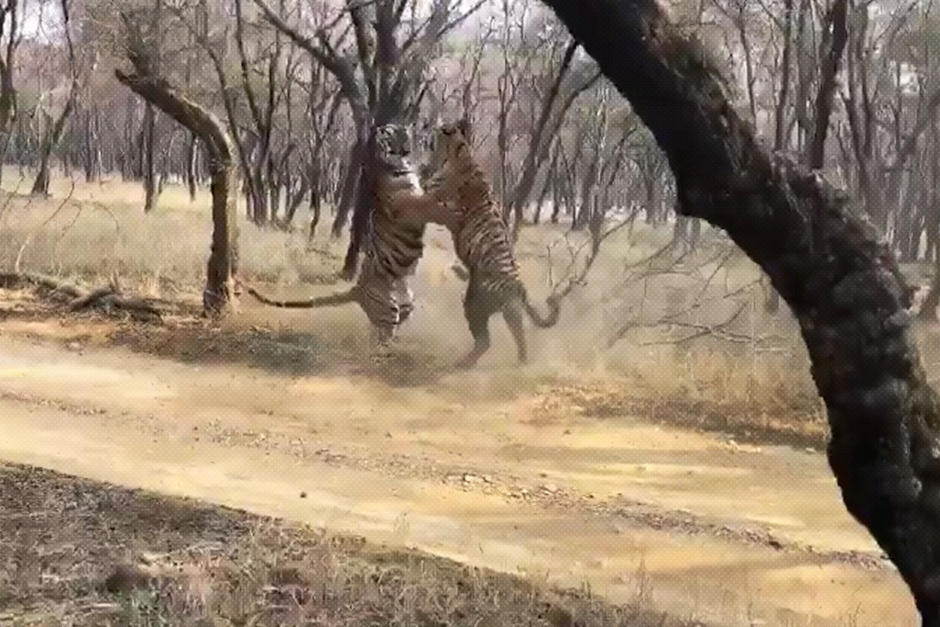 Dos tigres se enfrentaron en un parque nacional, cerca de un grupo de turistas, y fueron grabados en video. (Foto: Captura de pantalla)