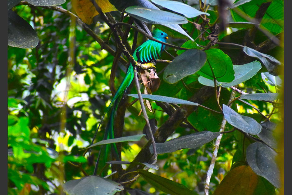 Varios ejemplares de quetzal se pueden observar en el bosque nuboso de Esquipulas Palo Gordo, San Marcos. (Foto: Fredy Hernández/Soy502)