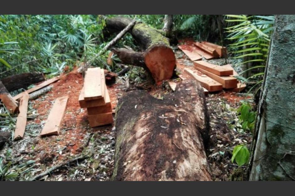 Dos extrabajadores del Parque Nacional Tikal fueron condenados por tala ilegal. (Foto: MP)