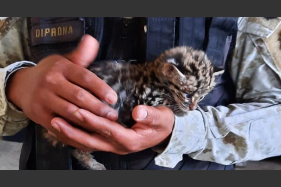 La PNC rescató a un tigrillo bebé que era atacado por perros callejeros. (Foto: Mingob)&nbsp;